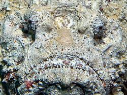 "Sad face" (stonefish) taken at Sharksbay with E300. by Nikki Van Veelen 